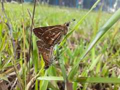 Taractrocera maevius