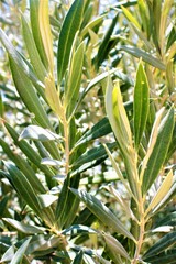 Olea europaea