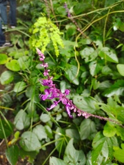 Orthosiphon rotundifolius
