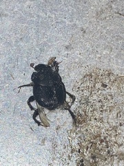 Onthophagus
