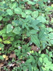 Desmodium marilandicum