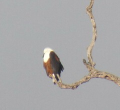 Haliaeetus vocifer