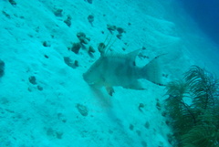 Lachnolaimus maximus