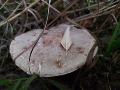 Leucoagaricus americanus