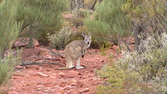 Osphranter robustus erubescens