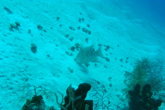 Lachnolaimus maximus