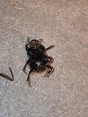 Onthophagus