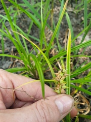 Carex retrorsa