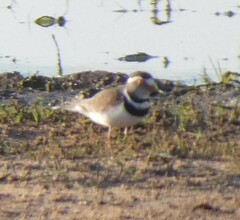 Charadrius tricollaris