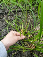 Carex retrorsa
