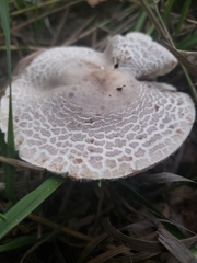 Leucoagaricus americanus