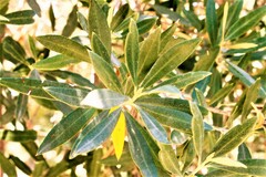 Olea europaea
