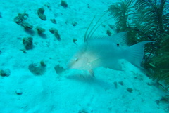 Lachnolaimus maximus