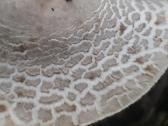 Leucoagaricus americanus