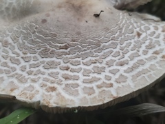 Leucoagaricus americanus