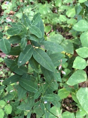 Desmodium marilandicum