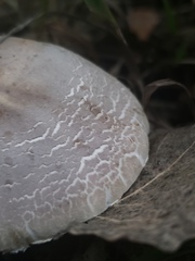 Leucoagaricus americanus