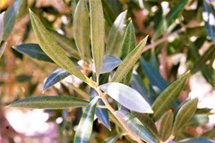Olea europaea