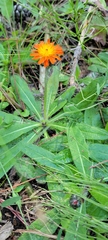 Pilosella aurantiaca