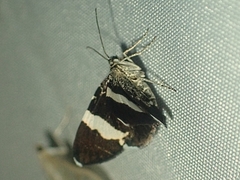 Trichodezia albovittata