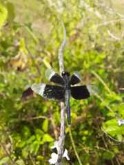 Neurothemis tullia