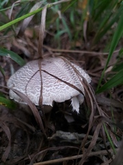 Leucoagaricus americanus