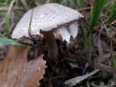 Leucoagaricus americanus