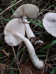 Leucoagaricus americanus