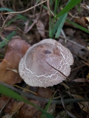Leucoagaricus americanus