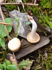 Cyclocybe aegerita