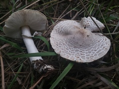 Leucoagaricus americanus