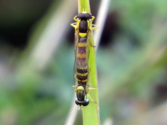 Sphaerophoria scripta