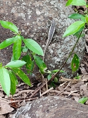 Microlophus bivittatus