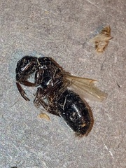 Camponotus