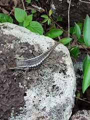 Microlophus bivittatus