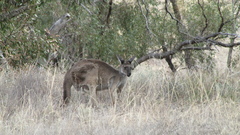Macropus fuliginosus