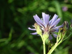 Lactuca sibirica
