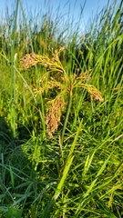 Schoenoplectus tabernaemontani