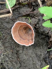 Podoscypha petalodes