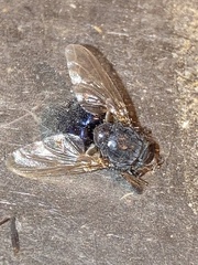Cynomya cadaverina