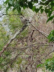 Mimus melanotis