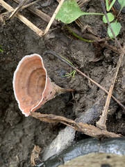 Podoscypha petalodes