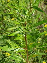 Cirsium arvense integrifolium