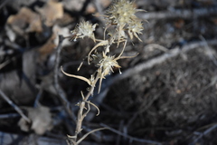 Phacelia linearis