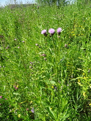 Cirsium arvense integrifolium