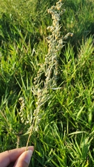 Artemisia absinthium