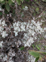Calceolaria polifolia