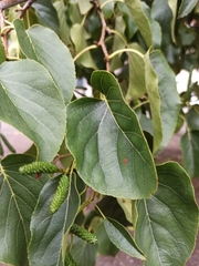 Alnus cordata