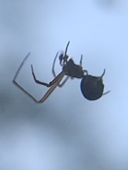 Argyrodes elevatus