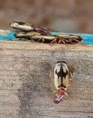 Cymindis andreae